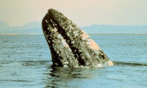 Dickie en die Gryswalvis